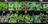 Cyclospora Outbreak Raises Risks for...