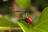 The giraffe weevil: When a beetle...