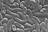 Vibrio season is here: How can you...