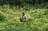 Canada’s forests and climate change