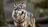 Girl seriously injured in wolf attack...